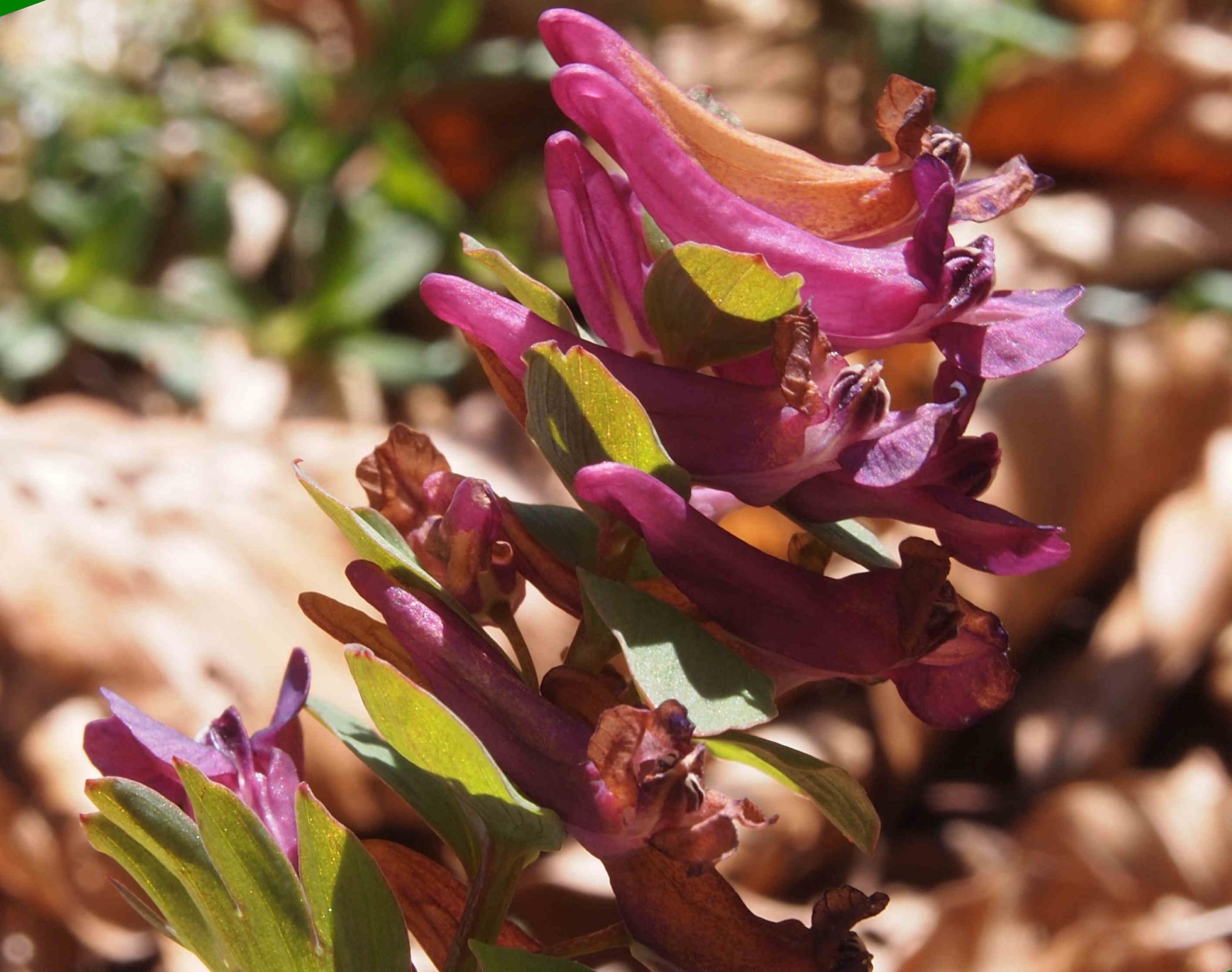 Corydalis, [Intermediate]